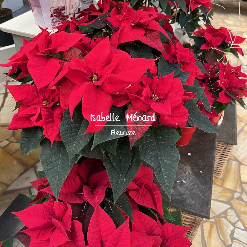 poinsettia "étoîle de Noël"