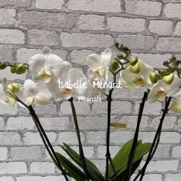 Orchidée 5 branches!