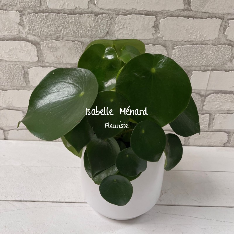 Pilea "plante porte-bonheur" Pilea "plante porte-bonheur"