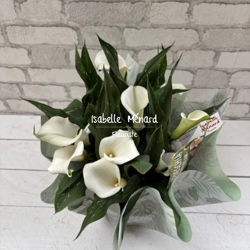 Calla blanc