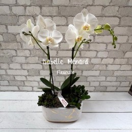 orchidée blanche et son...