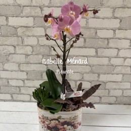 Orchidée rose et son...