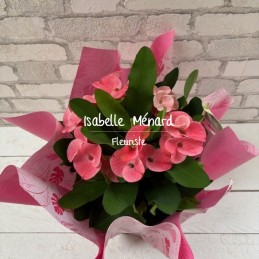 Euphorbe rose