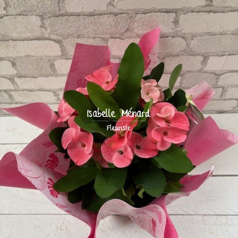 Euphorbe rose