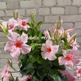 dipladenia rose poudré -...
