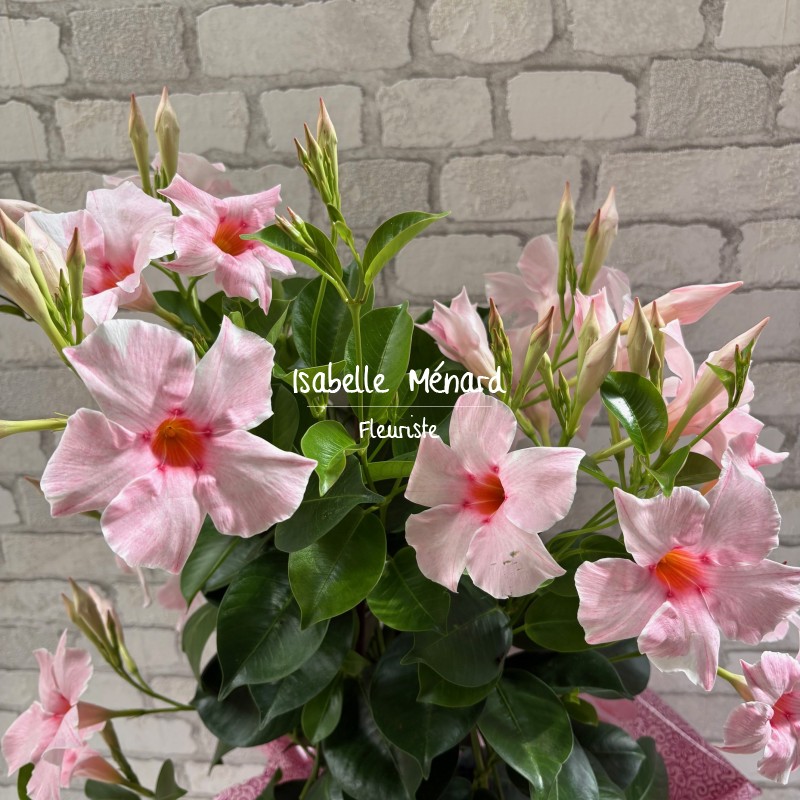 dipladenia rose poudré - spécial terrasse